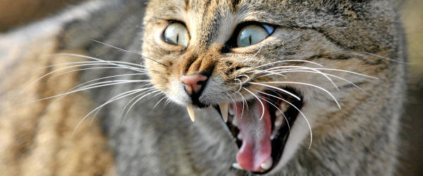 Sem TH 04/20 "Die kranke Katze"