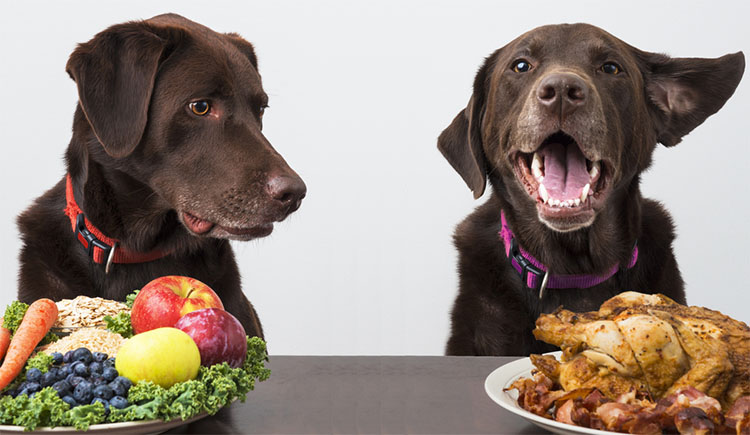 Sem Tier 02/18 Ernährung Hund und Katze
